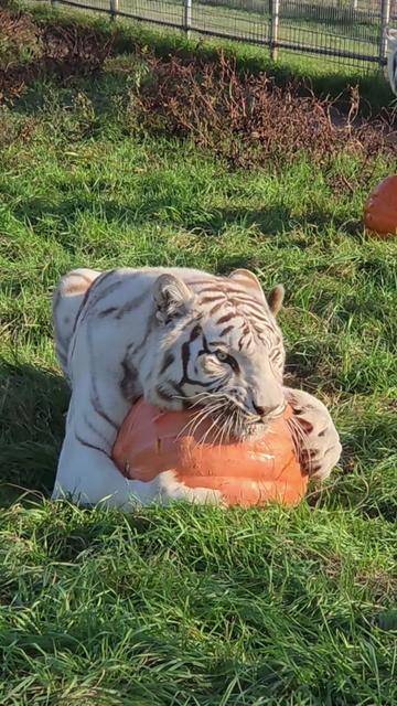 @The Wildcat Sanctuary