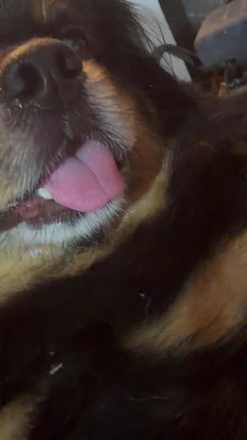 @🍀🐾Luis Pulgarin y Mafrencito