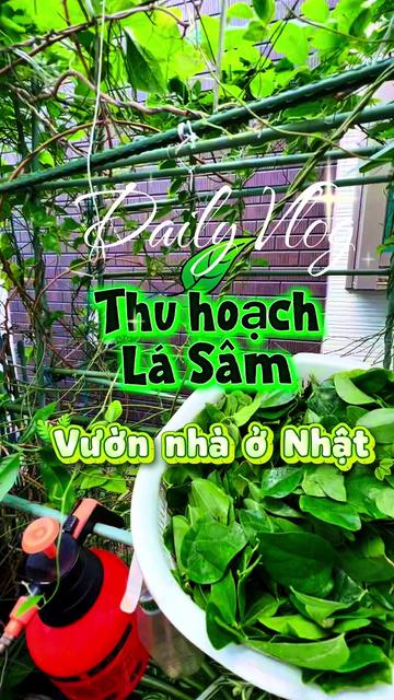 @nguyen thequan