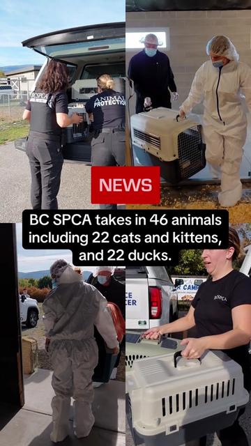 @BC SPCA