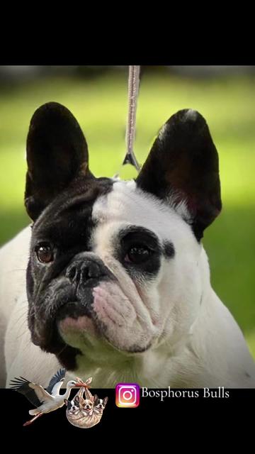 @Bosphorus Bulls French Bulldog