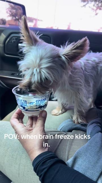 @Penny the Yorkie