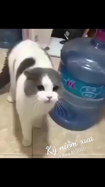 @JBN CATS