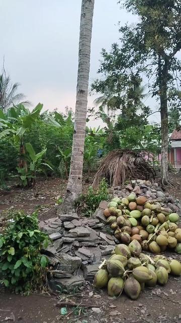 @@BANGKIT_MANDIRI01