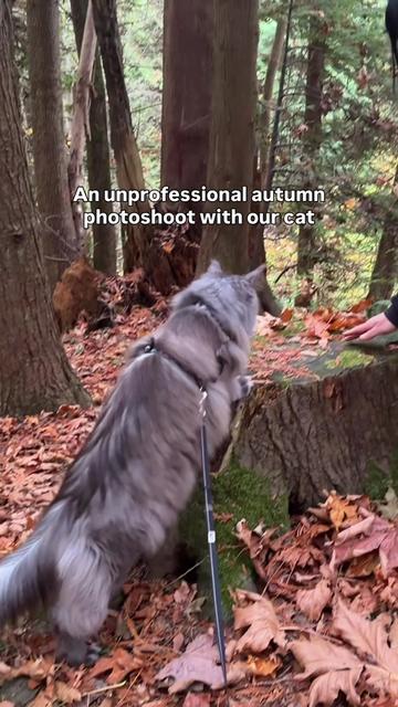 @Mugen the Maine Coon 🇨🇦