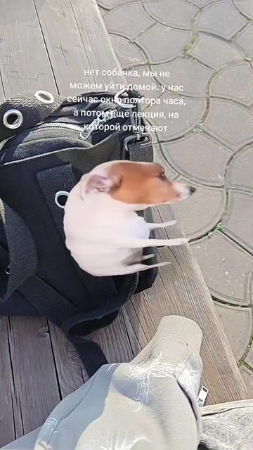 @༺༒𝕾𝖔𝖕𝔥𝔦𝔢༒༻ 松鼠