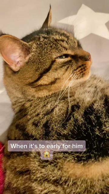@Joep_the_ rescuecat