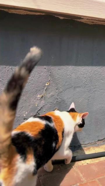 @pantherthecat_05