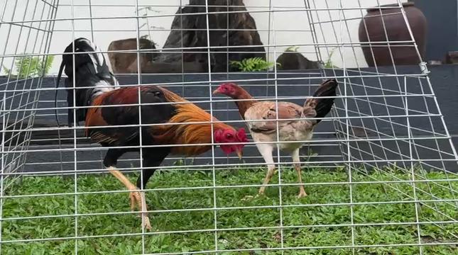 @NICK GAMEFARM