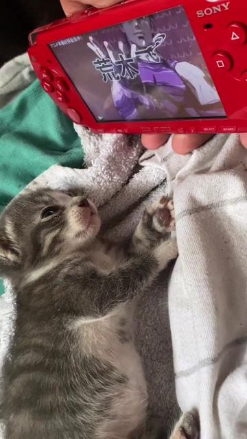 @kloutkittens
