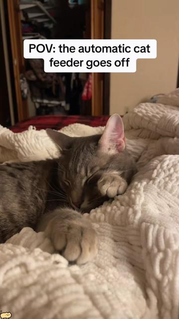 @Funny cat 520