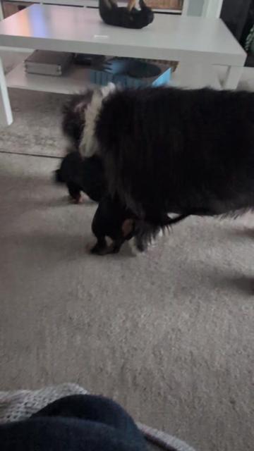 @FiveAnimalsOneHuman