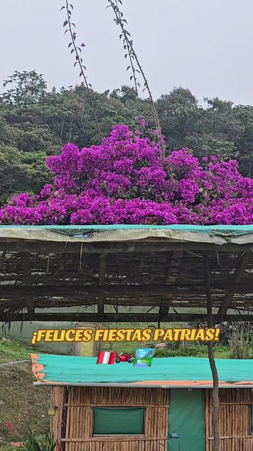 @Aldo Q_De La Cruz