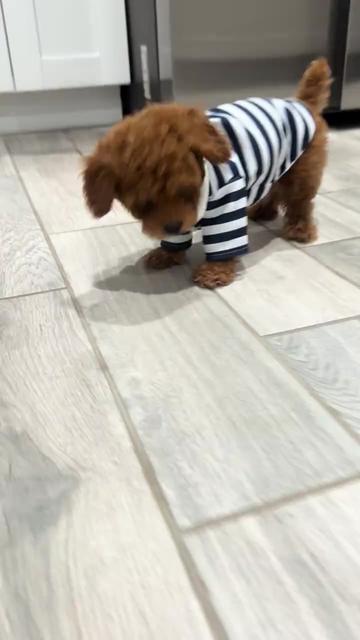 @homeraisedtinypoodles