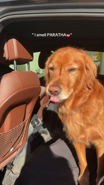 @Bentley the Spicy Golden🌶️