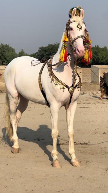@SUNRISE STUD FARMS RAWALPINDI