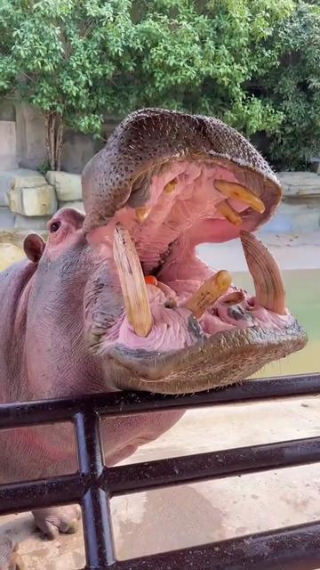 @Hippo
