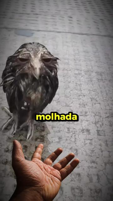 @Sacola