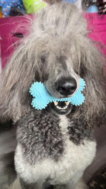@Luxe The Adventure Poodle