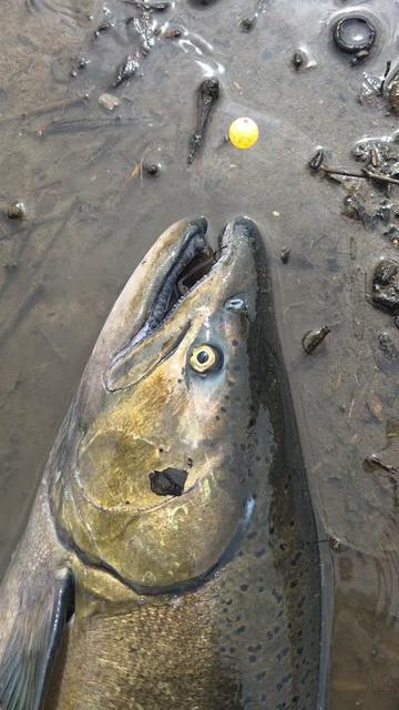 @the360angler