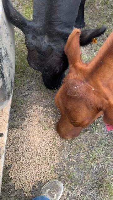 @Hayley | Crooked Creek Farms