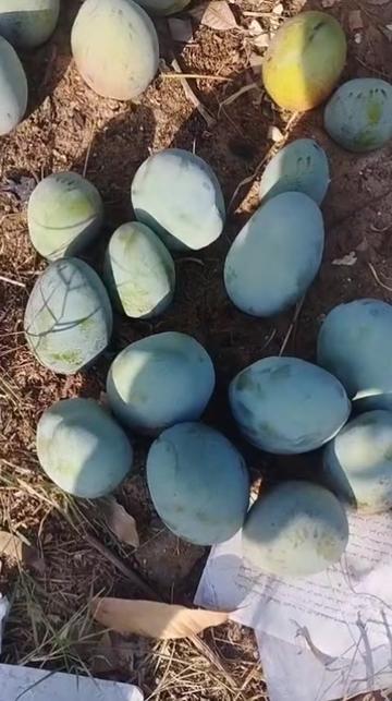 @احمد عمر