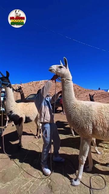 @Hilarion Bolivia Informa 🇧🇴