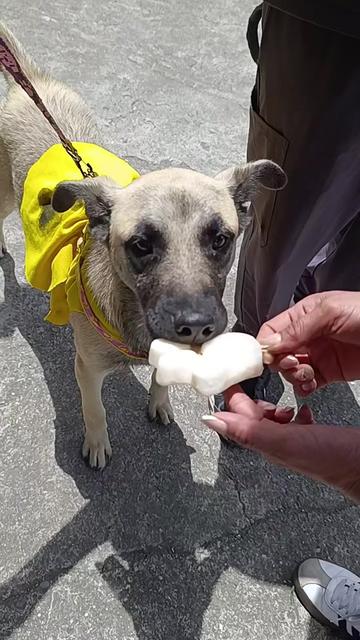 @Doggy Cream