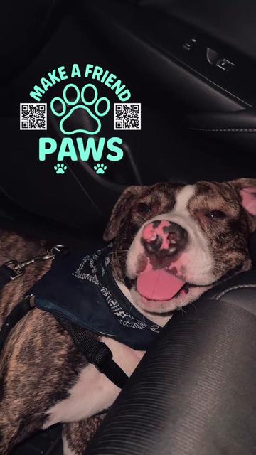 @MAKE A FRIEND PAWS ๐พ