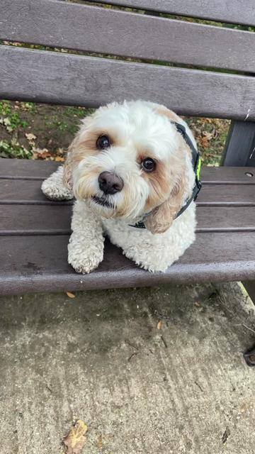 @My Cavachon