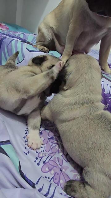 @Lizzylapug🐶🌸