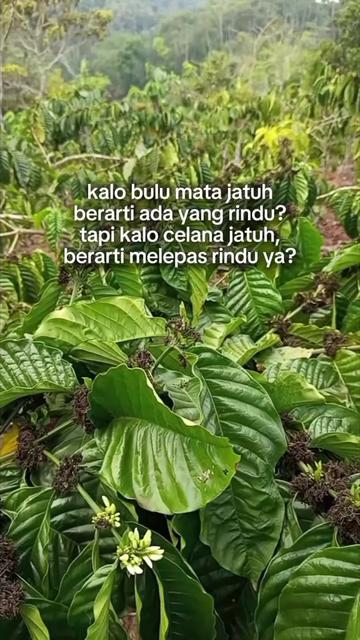 @PetaniMuda