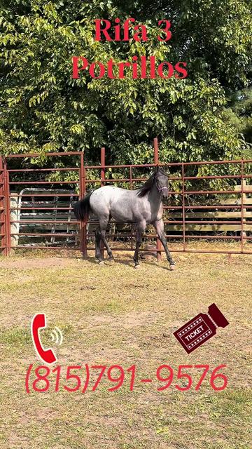 @R.L.P Quarter Horses