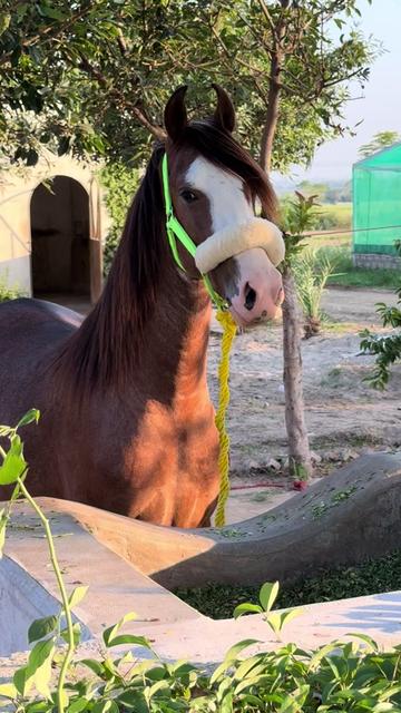 @SUNRISE STUD FARMS RAWALPINDI