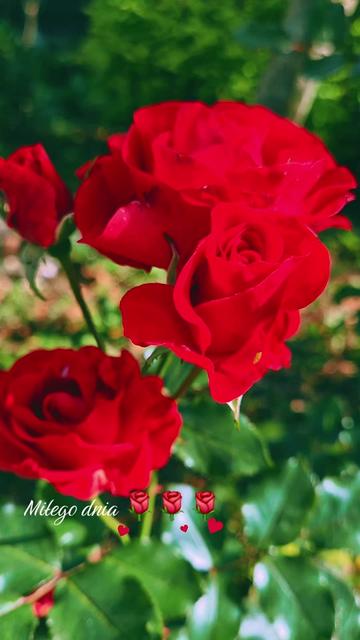 @🌺🪻aasia🌺🪻