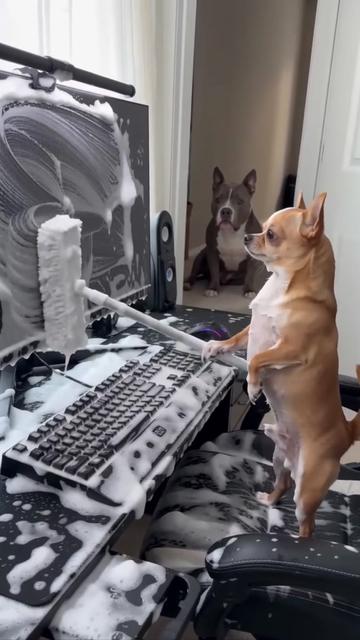 @Little bark Co