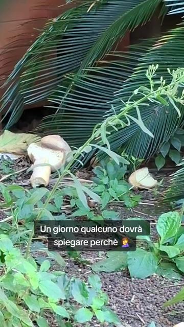 @luciadauria47