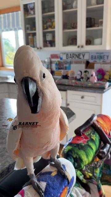 @Barney the West Coast Cockatoo