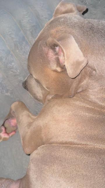 @Pittie Mom