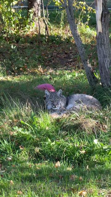 @The Wildcat Sanctuary