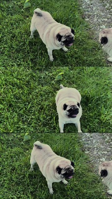 @Pug_bulka