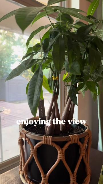 @que3nBeans_plants