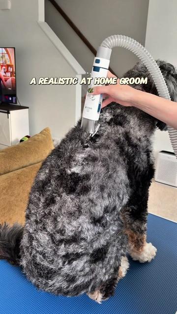 @Archie The Bernedoodle