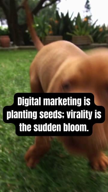 @Digital Marketing Pros ✨