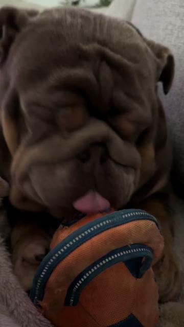 @RawlsTheBulldog