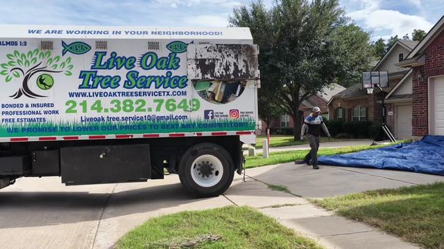 @Live Oak Tree Service