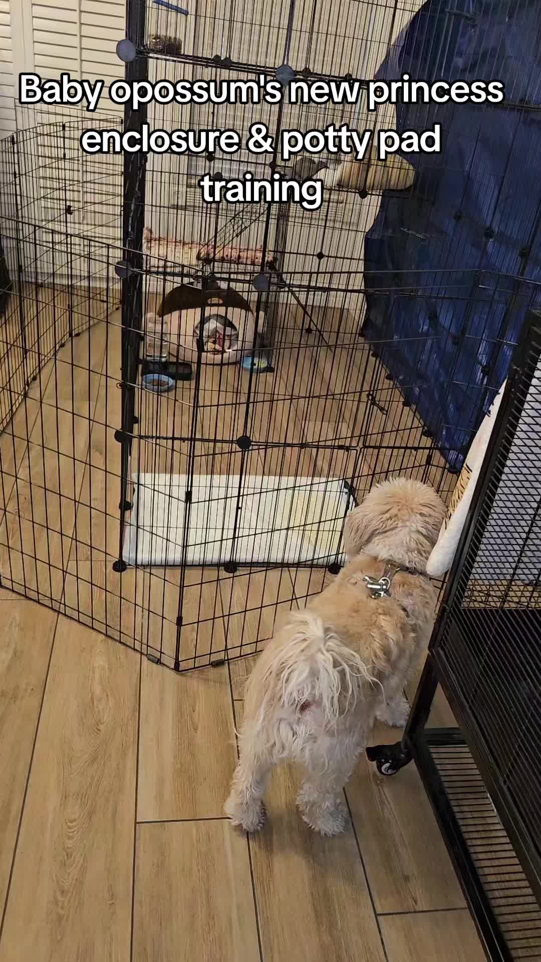 @OPOSSUMDAWGMOM