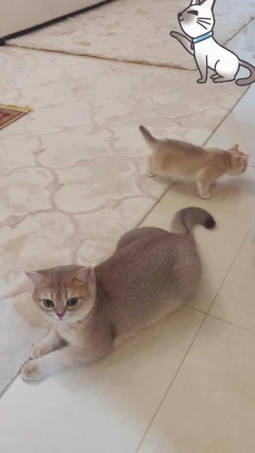 @هاملت