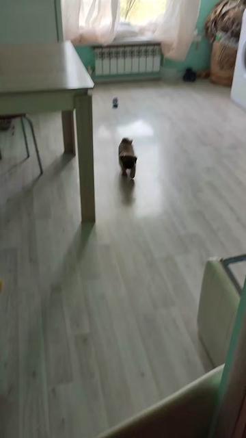 @Мопс Луиза