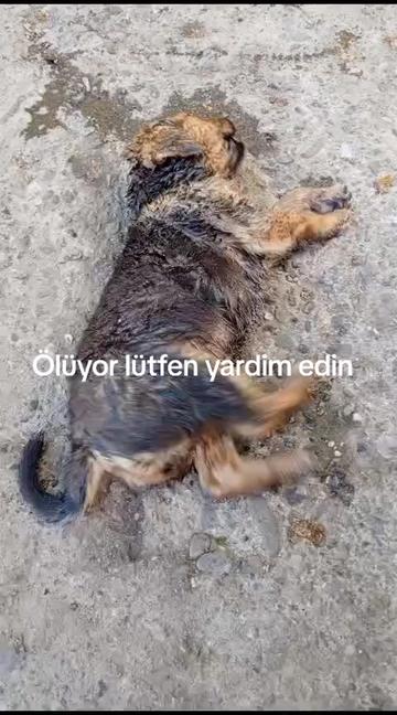 @Hayalperest_perii